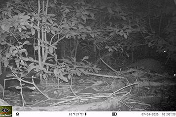 靜宜大學生態人文學系畢業專題成果靜宜大學校園野生哺乳類動物調查重點照片15