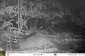 靜宜大學生態人文學系畢業專題成果靜宜大學校園野生哺乳類動物調查重點照片14