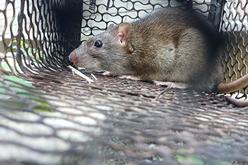 靜宜大學生態人文學系畢業專題成果靜宜大學校園野生哺乳類動物調查重點照片13