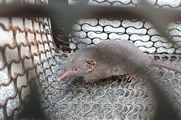 靜宜大學生態人文學系畢業專題成果靜宜大學校園野生哺乳類動物調查重點照片12