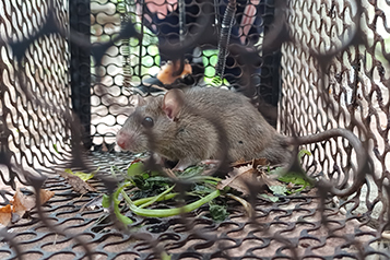靜宜大學生態人文學系畢業專題成果靜宜大學校園野生哺乳類動物調查重點照片11