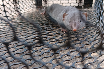 靜宜大學生態人文學系畢業專題成果靜宜大學校園野生哺乳類動物調查重點照片10