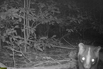 靜宜大學生態人文學系畢業專題成果靜宜大學校園野生哺乳類動物調查重點照片9