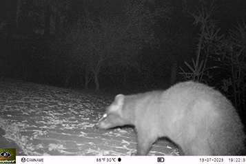 靜宜大學生態人文學系畢業專題成果靜宜大學校園野生哺乳類動物調查重點照片8