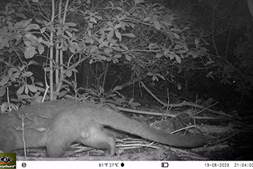 靜宜大學生態人文學系畢業專題成果靜宜大學校園野生哺乳類動物調查重點照片6