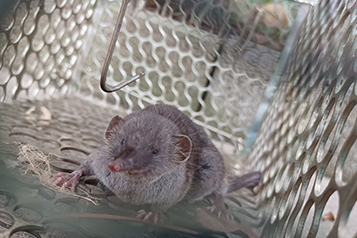 靜宜大學生態人文學系畢業專題成果靜宜大學校園野生哺乳類動物調查重點照片4