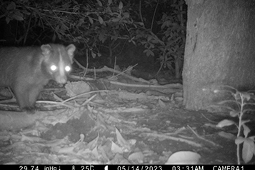 靜宜大學生態人文學系畢業專題成果靜宜大學校園野生哺乳類動物調查重點照片2