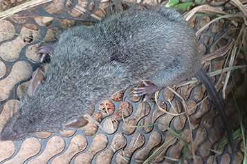 靜宜大學生態人文學系畢業專題成果靜宜大學校園野生哺乳類動物調查重點照片1